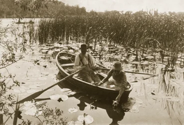 Raccolta delle ninfee, 1886